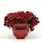 Petunia Easy Wave Red Velour Seed - 250 Pelleted Seed