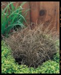 Carex Bronze Curls Seed - 25 Raw Seed