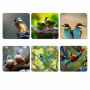 Birdlife Coasters - Set Of 6 - 10CM X 10CM - Steglio
