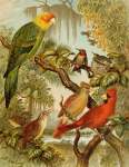 DIE Nordamerikanische Vogelwelt 11 Art Print - A2