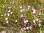 Orphium Frutescens 4LT