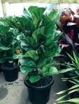 Ficus Lyrata Bambino Seedlings - 3 Plug Plants