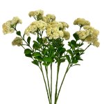 - Sedum - Cream Pack Of 6 Sprays - 56CM