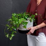 Natal Ivy - In Large Liquorice Cotton Planter