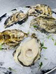 Coast West Oysters - Large 70 99G R22 UNIT