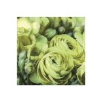 Designer Serviettes 3-PLY Buttercup Green 1X20 Tbd