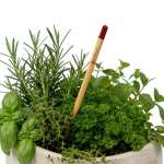 Herb Seed Pencil