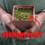 Venus Fly Trap 'alien' - Dormant Plant. 7.5CM Plastic Container.