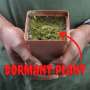 Venus Fly Trap 'alien' - Dormant Plant. 7.5CM Plastic Container.