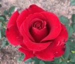 St. Marys School Hybrid Tea Rose 5LT