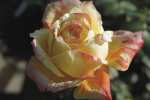 Tropical Sunset Hybrid Tea Rose 5LT