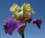 Bearded Iris Jurassic Park