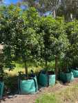 Viburnum Tinus Lucidum Lollipop 250LT