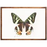 Spring Butterfly - Premium Stretched Canvas A4