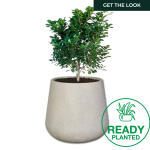Planted Colorado Shade - Velvet Ficus