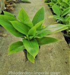 Philodendron - Imperial Green - 14CM Nursery Pot