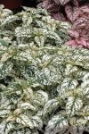 Hypoestes Splash Select White Seed - 25 Raw Seed