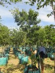 Celtis Sinensis 250LT Tree