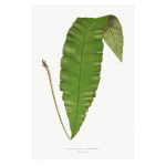 Gathering Green 4 Art Print