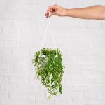 Lipstick Vine - Japhrolepis - 14CM Nursery Pot