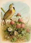 DIE Nordamerikanische Vogelwelt 15 Art Print - A2