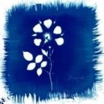 Floriography Cd