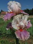 Bearded Iris Chinese Treasure