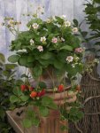 Strawberry F1 Roman Seed - 5 Raw Seed
