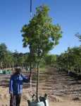 Pittosporum Viridiflorum 200LT