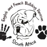 English And French Bulldog Rescue South Africa