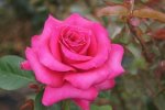 Pink Polo Ludbrumirina P Rose 5LT