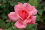 Pernille Poulsen Rose 5LT