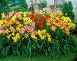 Hemerocallis Daylily 19CM Pot