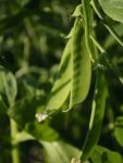Peas Oregon Sugar Pod Ll Seed - 25 G Raw Seed