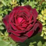 Oklahoma Rose 5LT