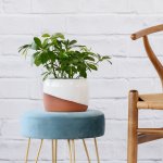 Umbrella Plant - With Daxi Terracotta Pot