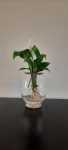 Barrel Vase With Peace Lily 20CM