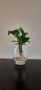 Barrel Vase With Peace Lily 20CM