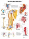Shoulder And Elbow Chart VR1170