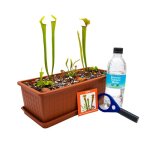 Carnivorous Bog Garden Hobby Set