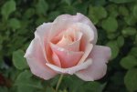 Oyster Pearl Hybrid Tea Rose 5LT