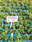 Convolvulus Mauritanicus 6 Pack