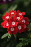 Verbena Quartz Red Eye Xp Seed - 500 Raw Seed