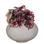 Planted Arizona Shade - Velvet Begonia Rex