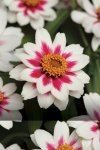 Zinnia Zahara Starlight Rose Seed - 500 Raw Seed