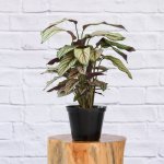 Calathea Majestic Star - 14CM Nursery Pot