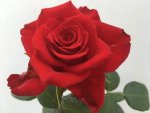 Vinod R. Lalla Hybrid Tea Rose 5LT