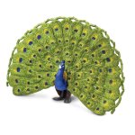 Peacock -