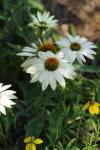Echinacea Powwow White Seed - 10 Raw Seed