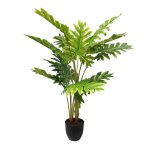 Philodendron Ibiza 120CM
